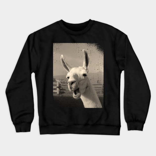 Funny vintage Love llama alpaca photo Crewneck Sweatshirt by BurunduXX-Factory